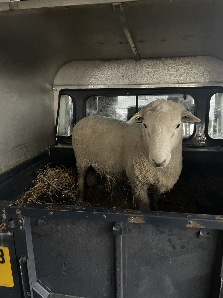 DafElfyn's tweet photo. 500 milltir yn ddiweddarach!
500 miles later!
Thank you very much @natsheep , @RobertHodgkins1 & @theladyfarmer #nsanextgeneration #kaipoiromneys https://t.co/1azminXjkk