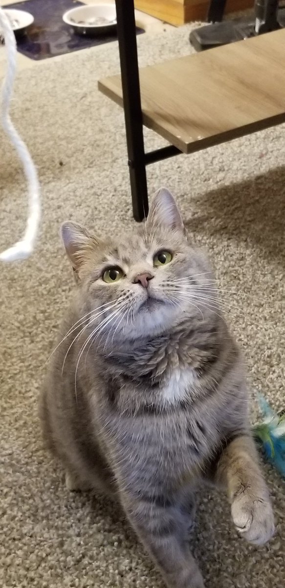 There is no treats. No bedtime.

There is only String.
#podcat