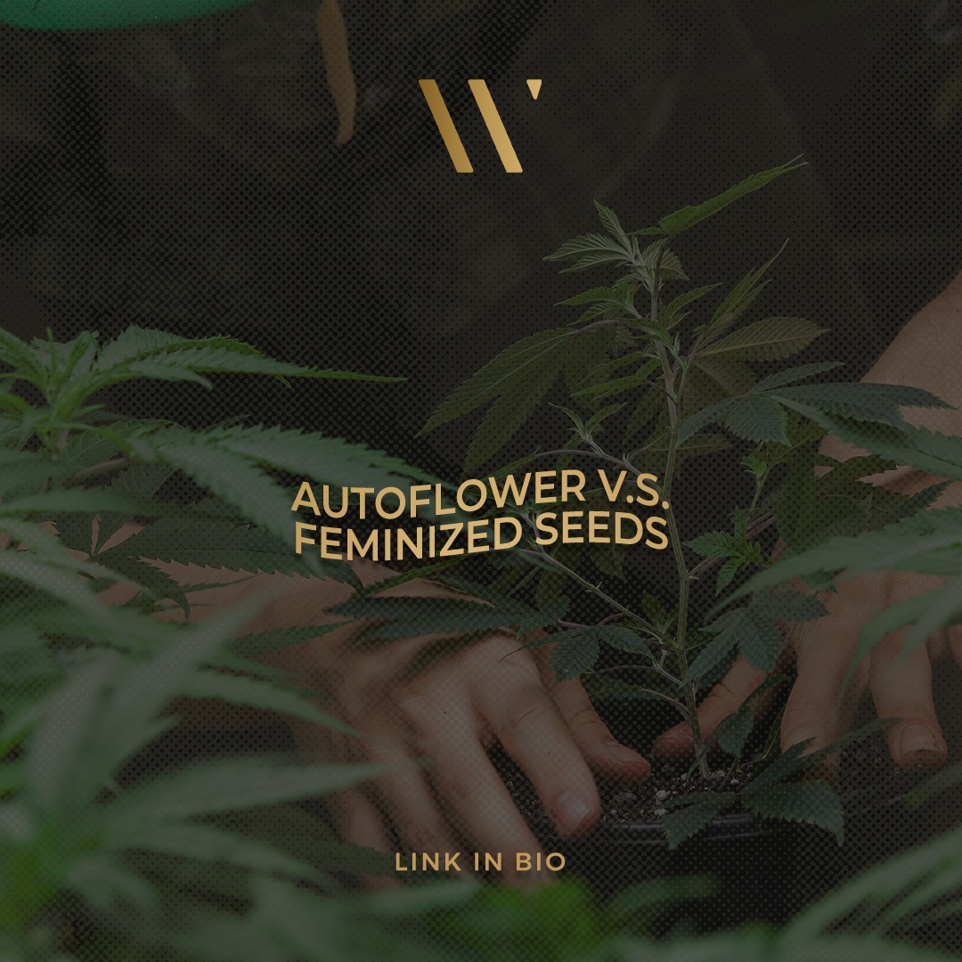 Auto-flower vs Feminized seeds... what's the difference &amp; what are the advantages of one seed over the other? 🤔⁠
⁠
Click the link below to learn more &amp; discover the seed type that best suits your needs! 😉

winkcannabis.com/exhaled-blog/a…