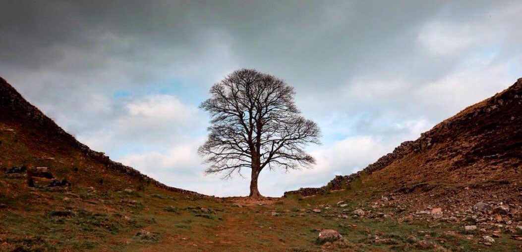 WoodspaWillow's tweet photo. Whilst we mourn the loss of the beautiful #SycamoreGap tree; can those who can (families, schools, businesses & communities) plant an indigenous tree seed or sapling near you? #TurnThisAround
Pass it on #001 #MultiplyHope
#ConnectTheSycamoreGap
#TreeOfTheYear
Shared images https://t.co/hTlRBDOZIg