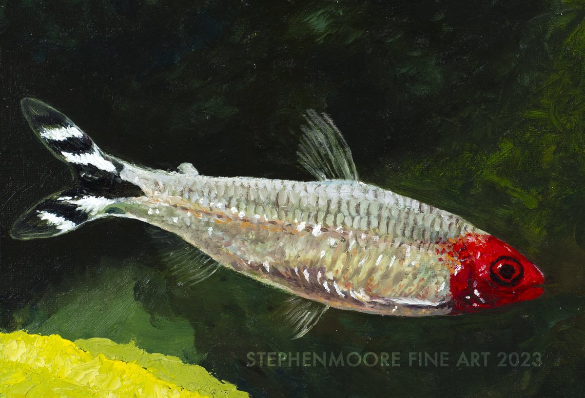 Rummy-nose Tetra 2. Everyone’s favorite tropical community  flagtail schooler. 8x10 oil on board, oak frame $̵4̵1̵5̵ NOW $299!  Limited edition prints available. #tetra #fineart #fish #tropicalfish #fishart #oilpainting #wildlifeart #sciart #aquarium #nature #aquatic #amazon