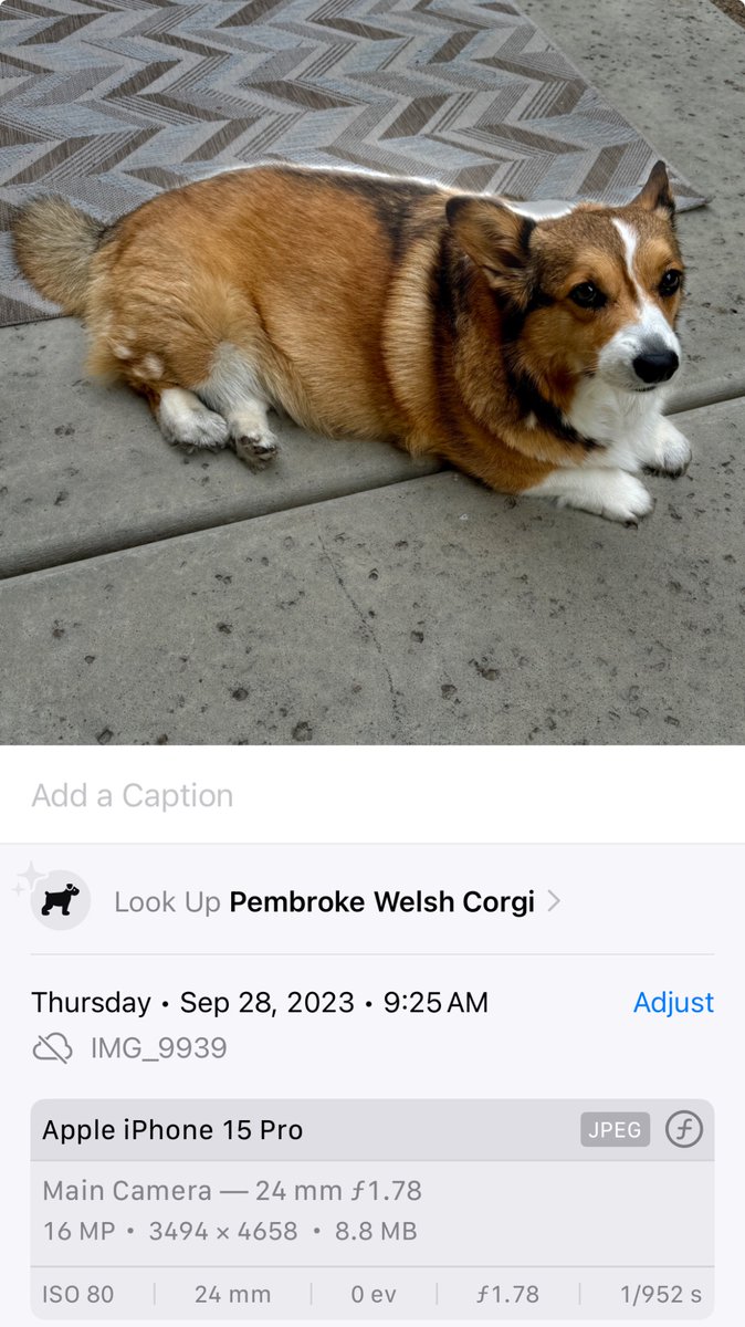 makeupregistry's tweet photo. Forgive me if this is common knowledge, but my new iPhone was able to identify Penny’s exact breed 🤯

Her tail is usually what throws most people off, but this was spot on 👍🏼 https://t.co/ttFTvgownz
