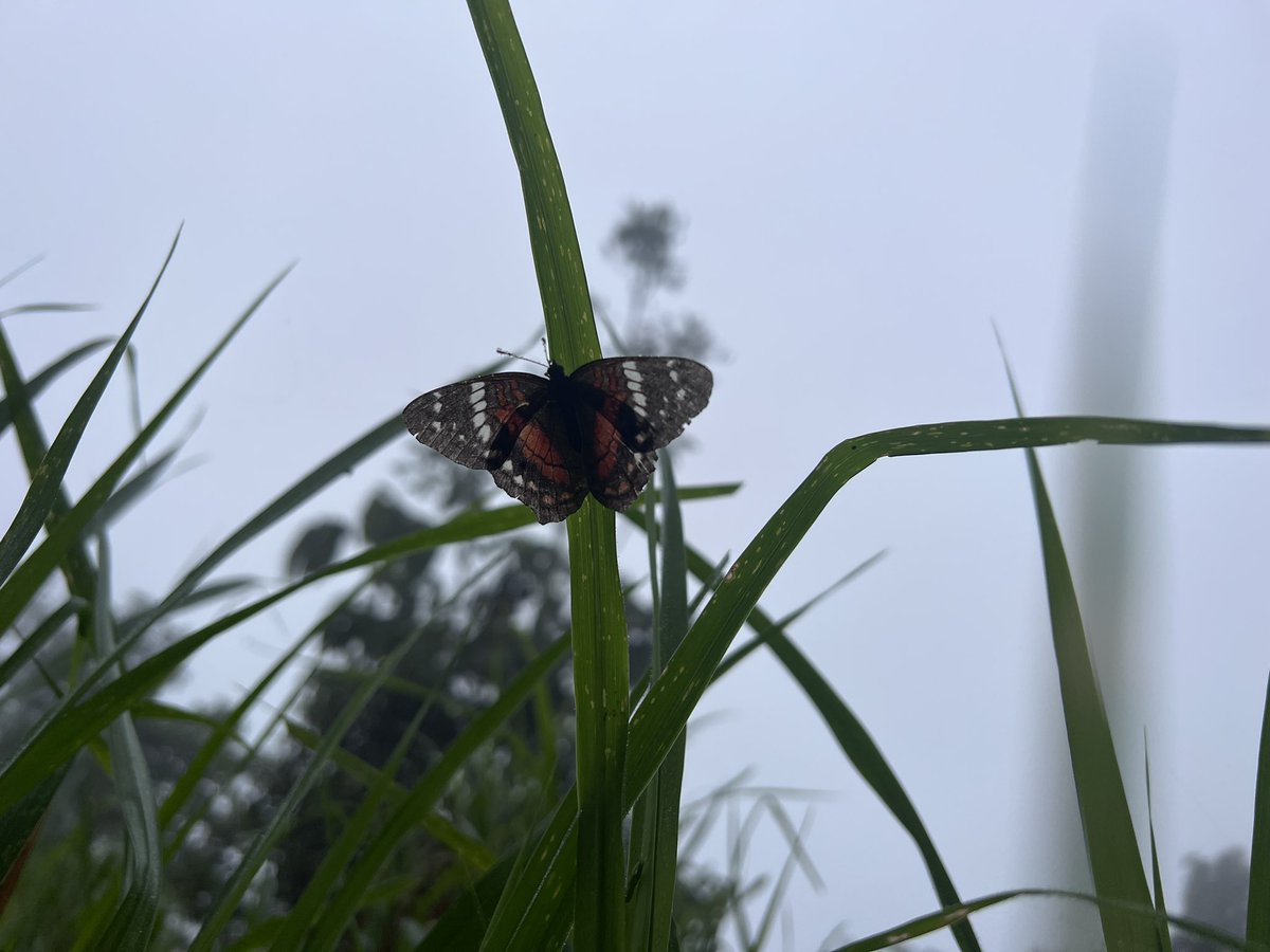 ash kerber tweet media