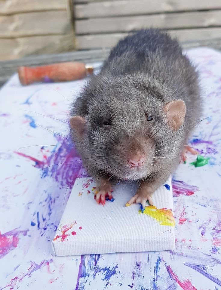 FayLPaints's tweet photo. Letting @algerno64958694 paint 🤩🤩🤩🤩🥳🥳🥳🍷🍷🍷🎨🎨🎨👩‍🎨👩‍🎨👩‍🎨🖌️🖼️🖌️🖼️🖌️🖼️🖼️ https://t.co/XmJ5GLwxKU