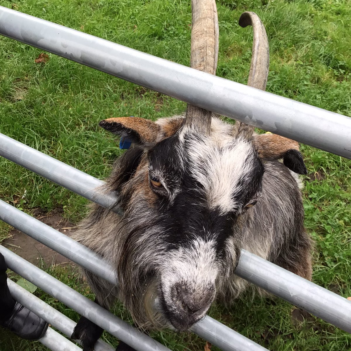 NA_dolphins's tweet photo. We loved meeting all of the animals 😊 @wearenewington @childrensuni https://t.co/Xf6dksVrrm