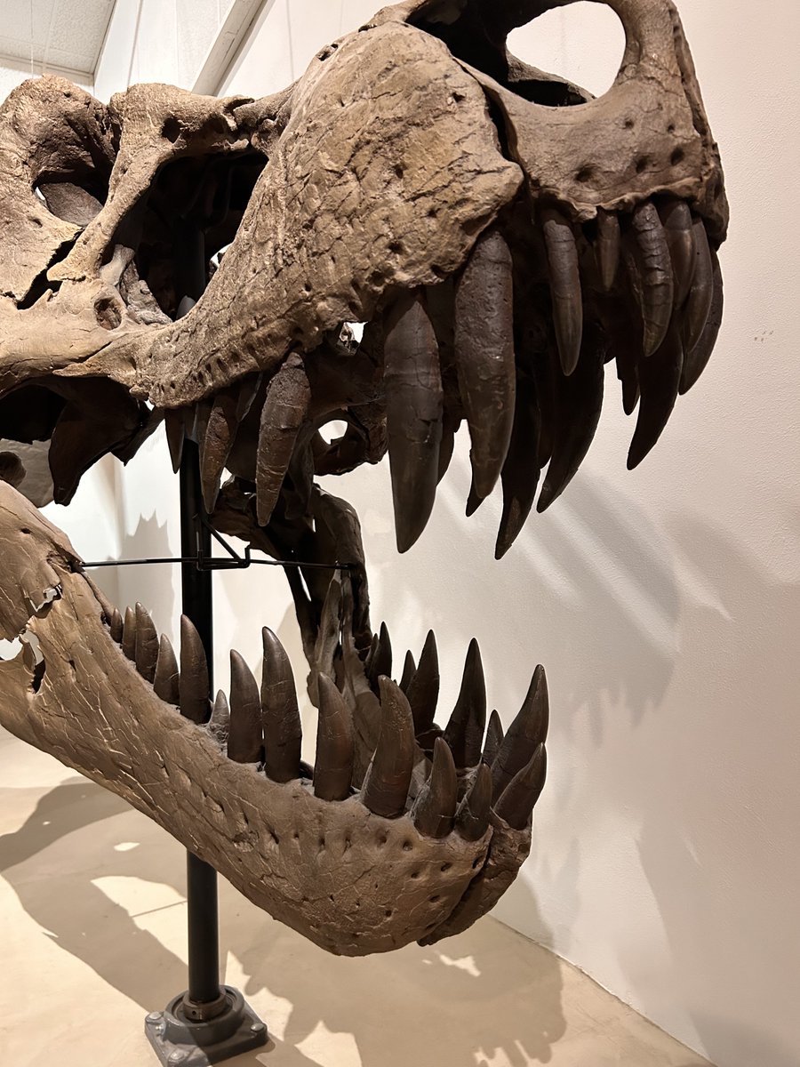 Have you checked out the teeth of “Stan” the T. Rex? They range from relatively small to the size of a banana!

Dinosaurs could continuously replace broken teeth, and for T. Rex these teeth could take 2 years to grow back. #FossilFriday