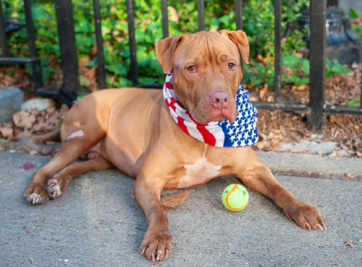 MyBoxerLuvMac1's tweet photo. 💔Rock💔
#NYCACC #172701 3y
▪️KILL COMMAMD❗
Affectionate sweetie's recv frm pneumonia, now listed 2 die! Adores ppl, dogs +kids (lived w kids aged 2-11). Super social, playful, loves🎾. Needs loving, N.East #Adopter/#Foster, 2 thrive. 
Pls #pledge
DM @notthesameone2
💕Rock https://t.co/8jXG6jBBWl