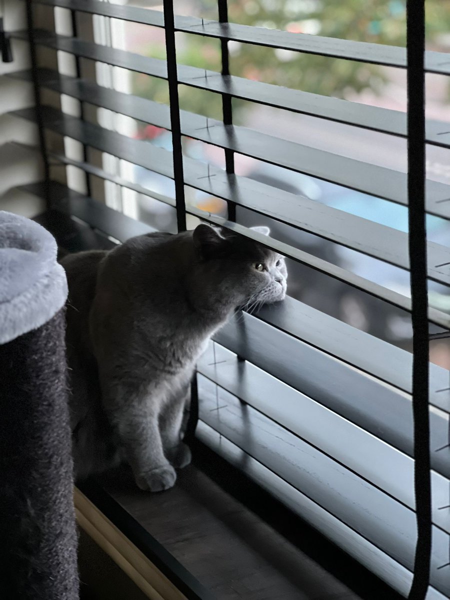 #bitskorthaar #katten #glurenbijdebuuren