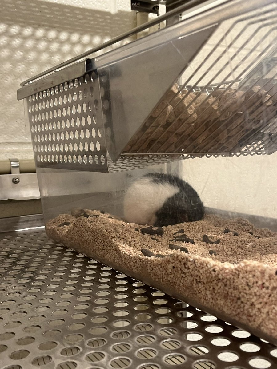 himb0kuto's tweet photo. you can't see well thru the shitty ass cage but she's sleeping with her forehead on the ground bahaha https://t.co/G0unmxpRJR