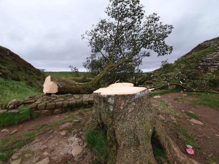 claudiohfox's tweet image. Unbelievably sad 😢 
An #IconicTree destroyed

I’m beyond words. 
Who the fwck would do this?
Deranged or what!
Why ffs? 🤬🤬🤬🤬
The #SycamoreGap tree cut down is extreme vandalism. 
So many old trees have been cut down &amp;amp; destroyed
#Bastards