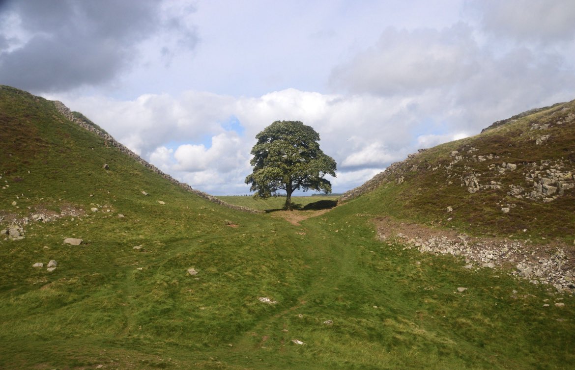 claudiohfox's tweet image. Unbelievably sad 😢 
An #IconicTree destroyed

I’m beyond words. 
Who the fwck would do this?
Deranged or what!
Why ffs? 🤬🤬🤬🤬
The #SycamoreGap tree cut down is extreme vandalism. 
So many old trees have been cut down &amp;amp; destroyed
#Bastards