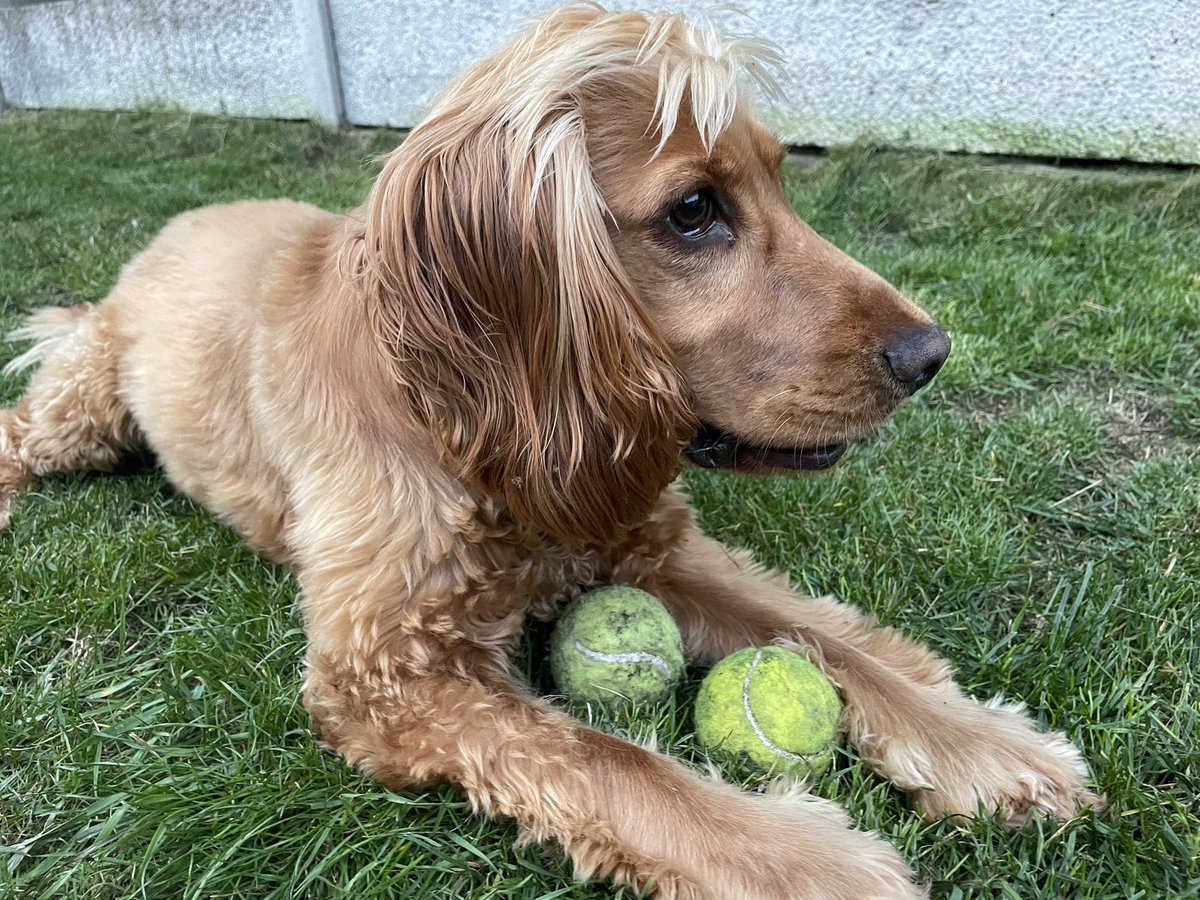 Dot Dot Dash tweet media