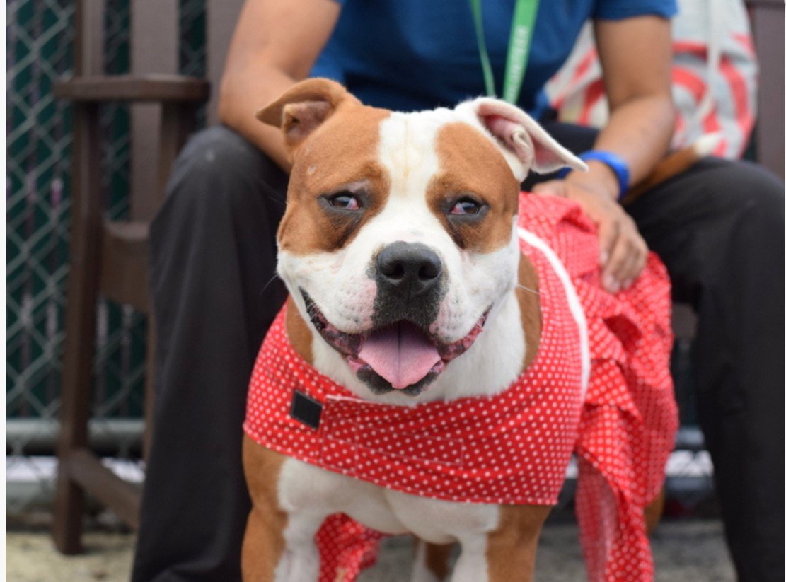 MyBoxerLuvMac1's tweet photo. 💔Cupid💔
#NYCACC #177518 2y
▪️KILL COMMAND❗
Gorgeous, meatball lady! Total sweetie adores ppl, seeks attn. Surrounded by dogs, overwhelmed + stressed.
Needs loving, N.East #Adopter/#Foster, 2 decompress + be yr BFF.
Pls #pledge
DM @notthesameone2
💕Cupid https://t.co/qnfAVbm2no