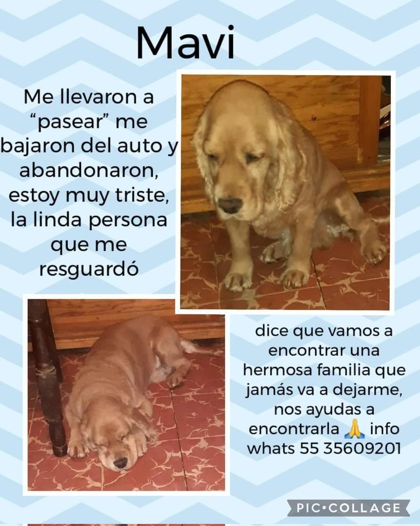 Perrosenlacalle's tweet photo. Me piden compartir, lo aventaron de un carro y busca una familia amorosa y responsable https://t.co/EkhM3AMzW4