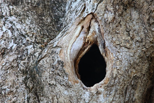 Sentientmodels's tweet photo. I'm honestly impressed with these examples...have you ever seen holes in a tree quite like this?? https://t.co/PFDFN9deZz