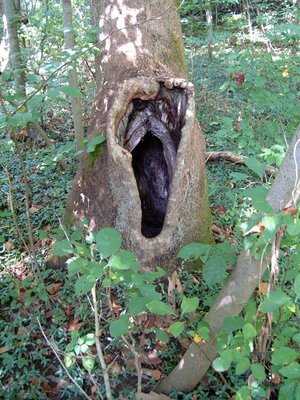 Sentientmodels's tweet photo. I'm honestly impressed with these examples...have you ever seen holes in a tree quite like this?? https://t.co/PFDFN9deZz