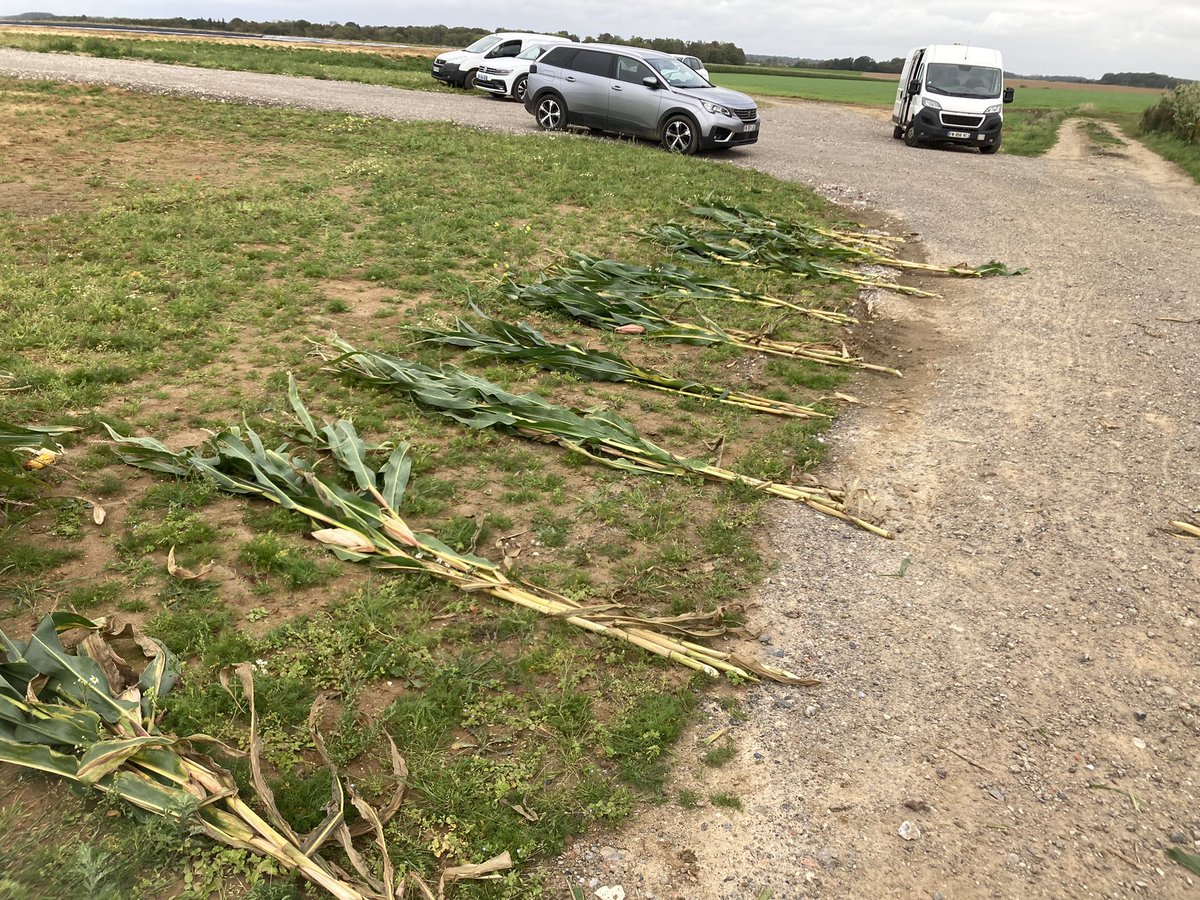 Aujourd’hui dans la Somme, on récoltait nos vitrines #maïs 🌽<a href="/DEKALB_FR/">DEKALB-FieldView by Bayer France</a> ✅ : pesée géométrique 💪et passage au NIRS pour prédire les %MS et VA 🐄
