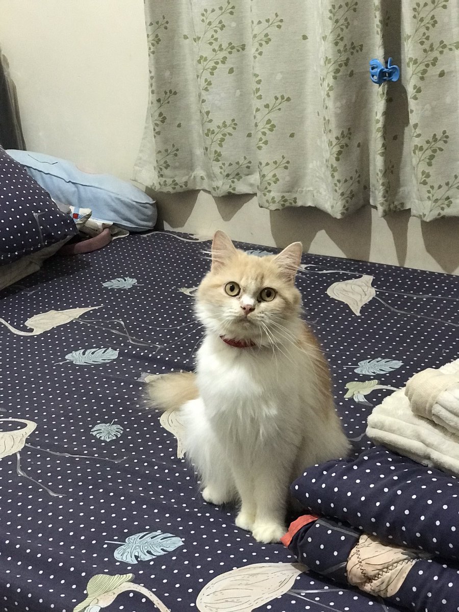 hugmetighly's tweet photo. Halo temen temen twitter surabaya

Aku mau open adopt kucing dikost aku, huhu sebenernya ga tega tapi ini gabaik buat kesehatan aq jg mengingat kosku kecil dan kasihan dia jugaa!
btw dia udah vaksin dan dia dijamin sehatt yaa🤍
yang beneran mau rawat aja https://t.co/g5gZhDQKHK