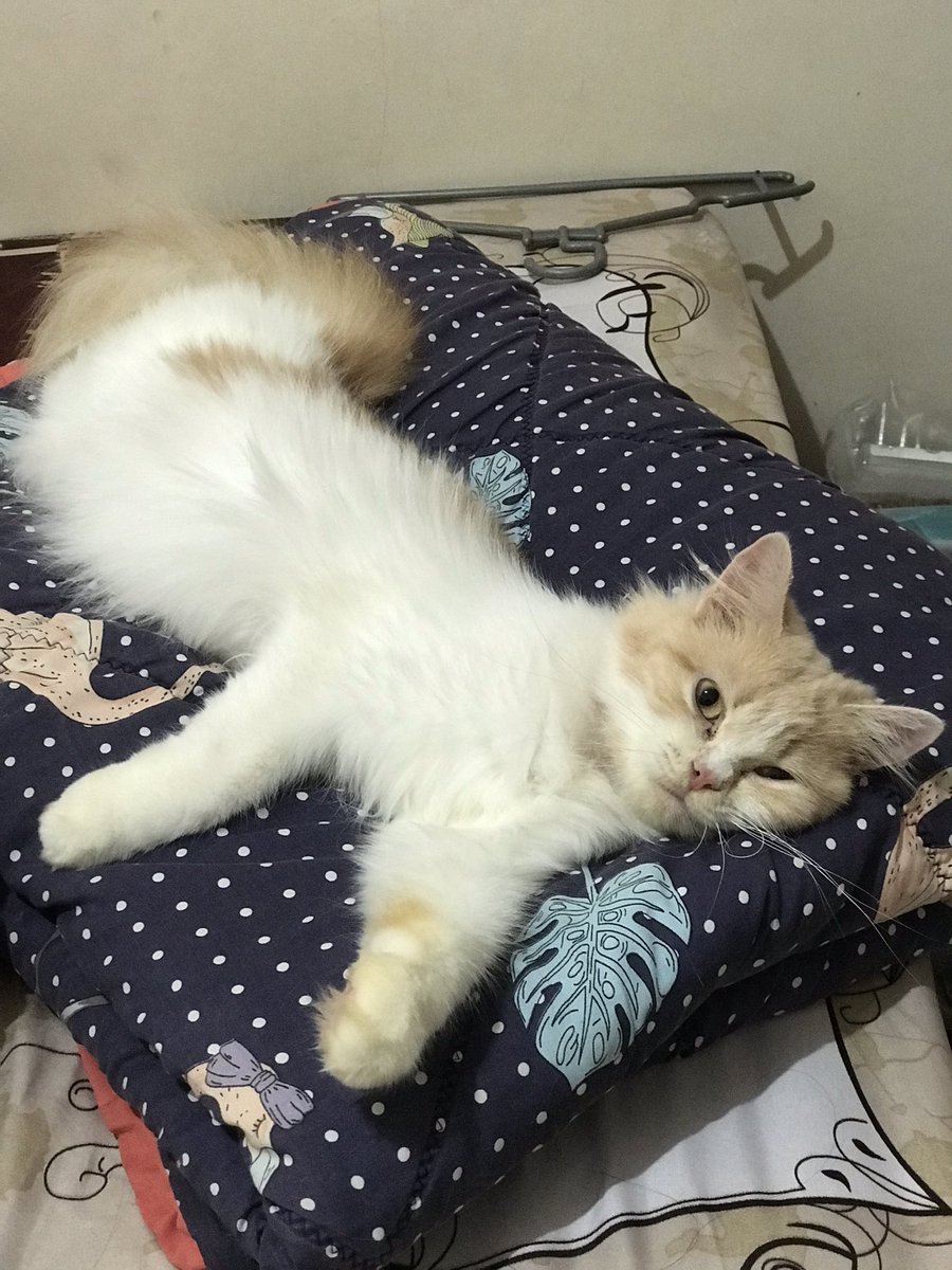 hugmetighly's tweet photo. Halo temen temen twitter surabaya

Aku mau open adopt kucing dikost aku, huhu sebenernya ga tega tapi ini gabaik buat kesehatan aq jg mengingat kosku kecil dan kasihan dia jugaa!
btw dia udah vaksin dan dia dijamin sehatt yaa🤍
yang beneran mau rawat aja https://t.co/g5gZhDQKHK
