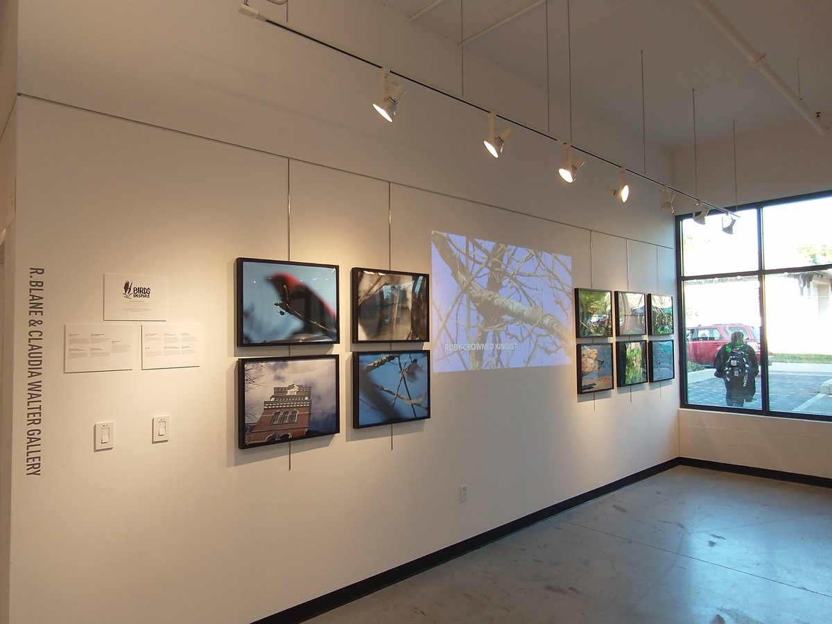 The Inept Birder tweet media