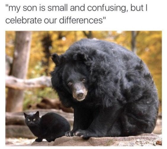 WholesomeMemes (@wholesomememe) on Twitter photo 