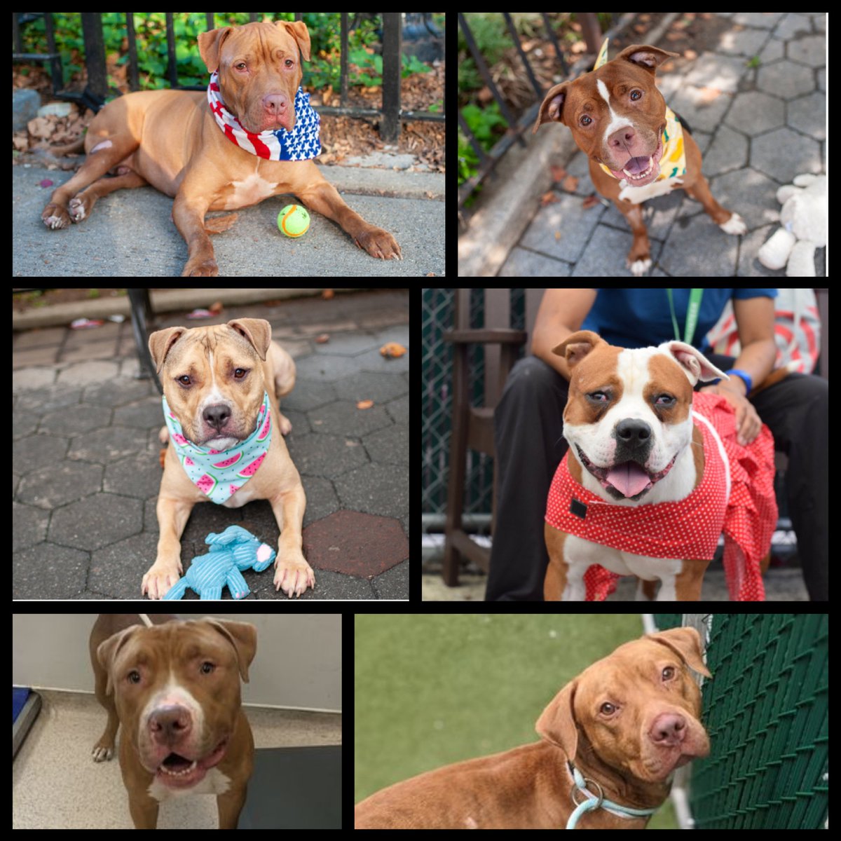 notthesameone2's tweet photo. 🚨Euthanasia command given for 3-y/o Rock, 5-y/o Lola, 2-y/o King, 2-y/o Cupid, 1-y/o Rambo &amp; 3-y/o Buggy. Available northeast. Anyone interested comment below or DM me. https://t.co/bNsLSa6S5A