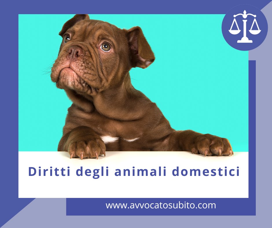 RisarcimentoIT's tweet photo. 🐾 𝑫𝒊𝒓𝒊𝒕𝒕𝒊 𝒅𝒆𝒈𝒍𝒊 𝒂𝒏𝒊𝒎𝒂𝒍𝒊 𝒅𝒐𝒎𝒆𝒔𝒕𝒊𝒄𝒊

Vi invitiamo a leggere un articolo importante sui Diritti degli Animali Domestici. È un argomento che ci tocca da vicino e vale la pena essere informati. 🐶🐱

Ecco il link: https://t.co/crNzmQHG9m https://t.co/ejFXcrnxBH