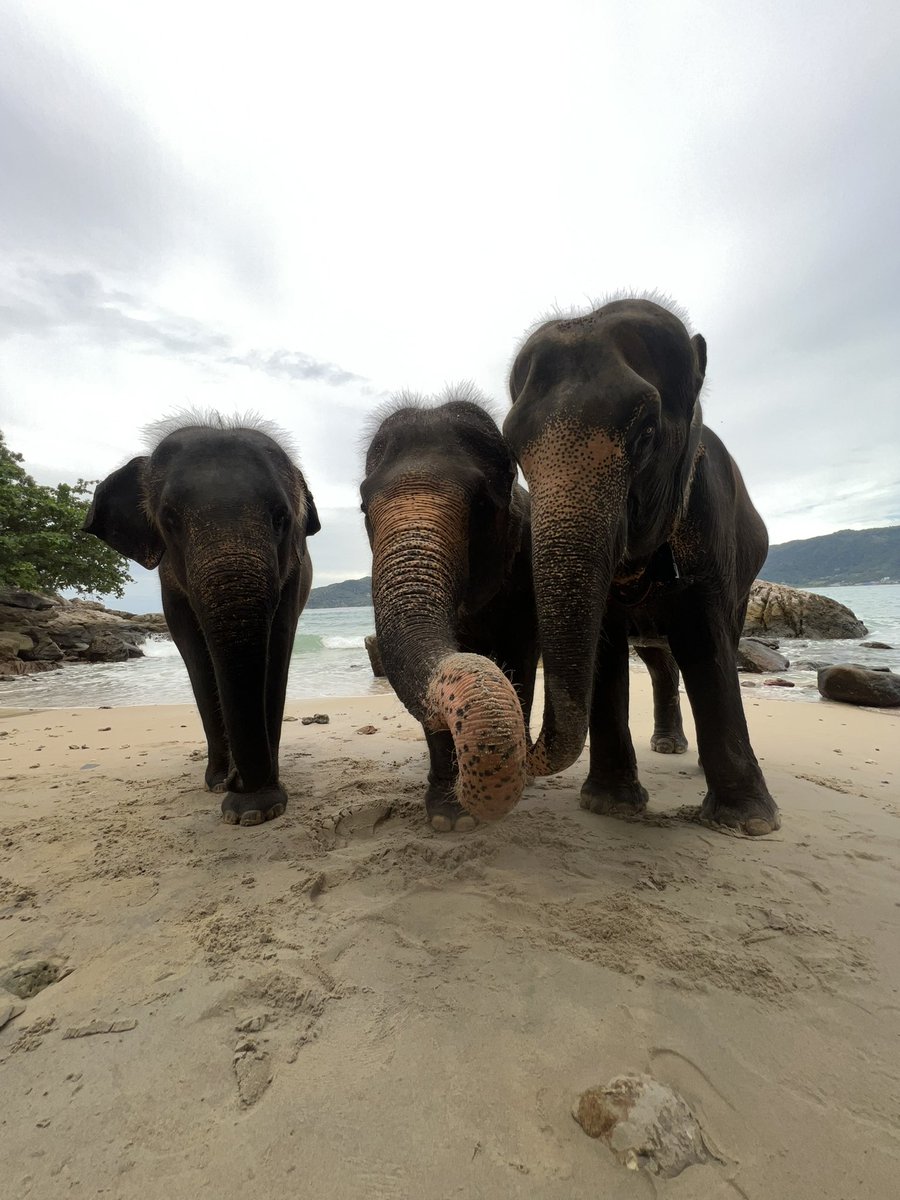 therealmthanggg's tweet photo. Life lately 🐘🌎✨ https://t.co/oo5HZeIJs8
