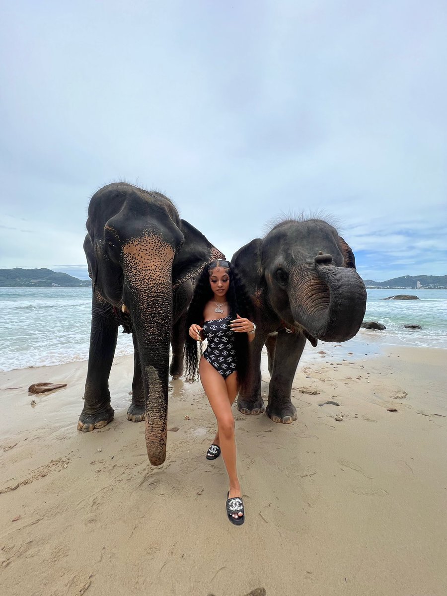 therealmthanggg's tweet photo. Life lately 🐘🌎✨ https://t.co/oo5HZeIJs8