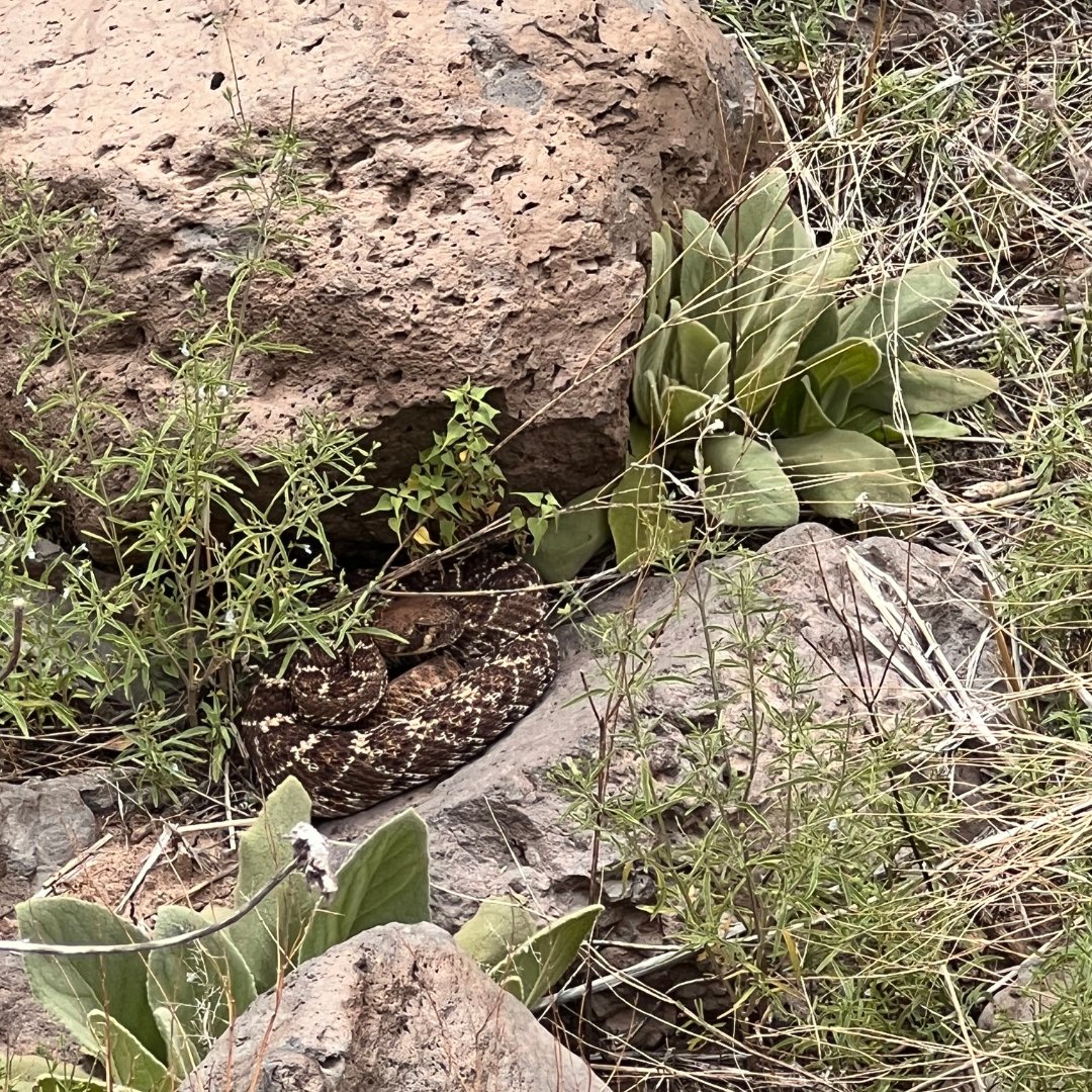 Why do #CajadelRio's rattlesnakes matter? They're vital for maintaining biodiversity in the region! By controlling smaller animal populations, they ensure a balanced ecosystem, contributing to the overall health and diversity of the area. bit.ly/3RE6fLk #biodiversity