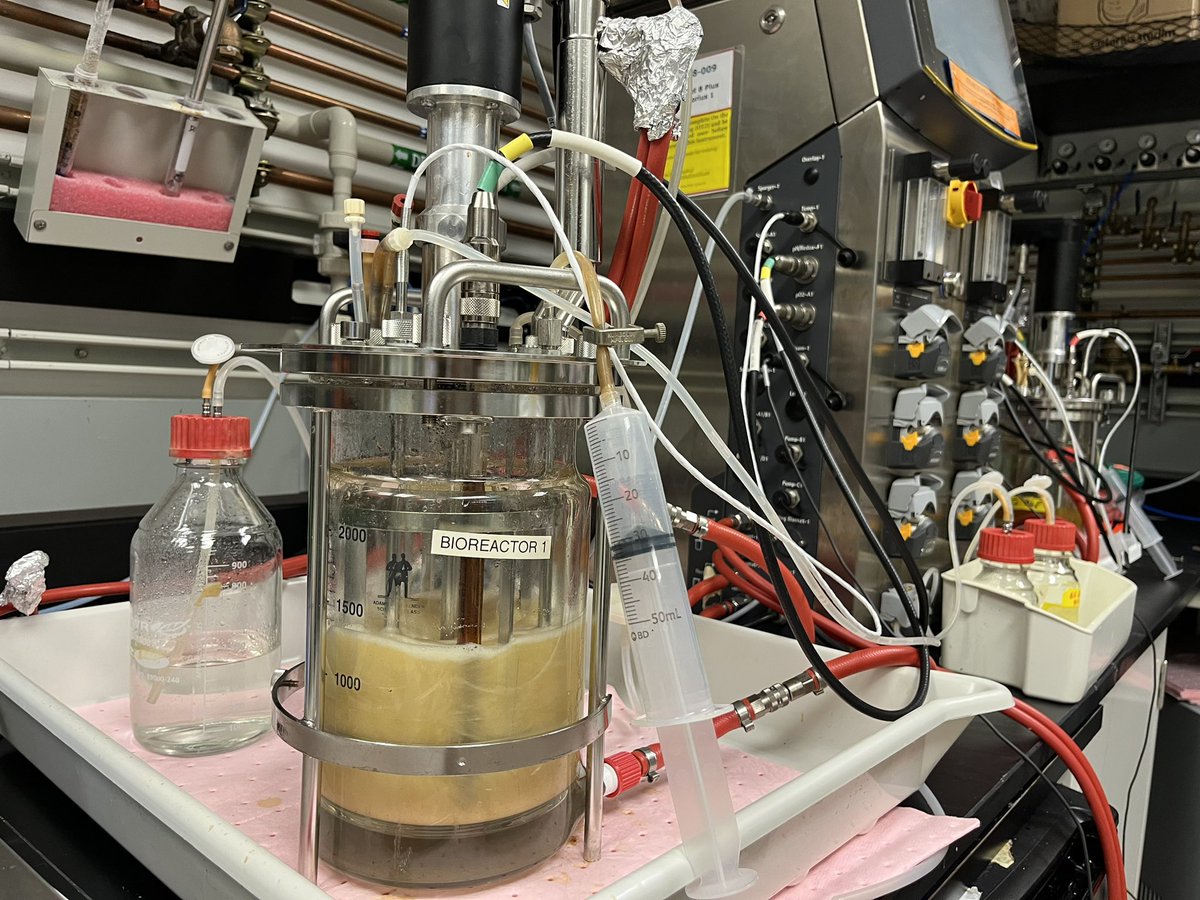 synbiomaria's tweet photo. Scaling up (bio)tech from petri dish scale to > microplates > flasks > bioreactors! 2mL, 20mL, 200mL, 2L, 10L… what’s next? 🙌 So excited to share our microbial factory growing a molecule that is essential for vaccine dev. Can’t wait!! Out soon from the @Keasling_Lab 🌎🌱 https://t.co/zzic7HS8kA