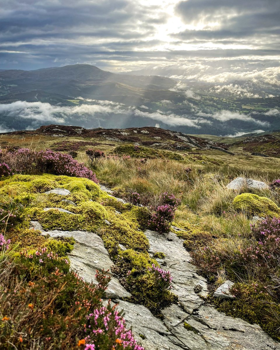 adrianconchie's tweet photo. Heading down from Y Garn in the SE Rhinogydd, after camping just near the summit.
Rhobell Fawr can be seen in the distance towards the left. ππ΄σ §σ ’σ ·σ ¬σ ³σ Ώ
#wales #mountains #rhinogs #scenery #hiking #adventure #getoutside #visitwales https://t.co/EMV0wmXJJi