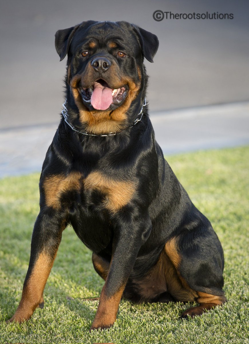 'Handome' My boy Ziggy, the Rottweiler. Dog portrait by my photography partner Dan.
Canon EOS 5D mark III 
Ziess 85mm 
Available light 

#photography #photographer #Rottweiler #dogportrait