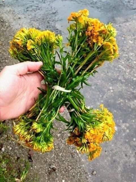 🎉😈 Hoy ! No solo festejo mi Diablo 😈🎉

     Si, no también las tradiciones de mi pueblo 🌽🌽🌽 

❗ESTE DÍA 28 DE SEPTIEMBRE, TEPOZTLÁN YA SE PREPARA PARA EL DÍA DE LOS ELOTES ❗

🌽 "ININ TONALLI TO TLAXKISKE" 

<a href="/YODEBUENAS/">Miguel Barrientos Mx</a>