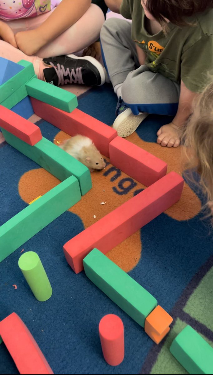 Students created a maze for shaggy. We noticed that shaggy was stronger than we thought! Next time we will have to use wood blocks!