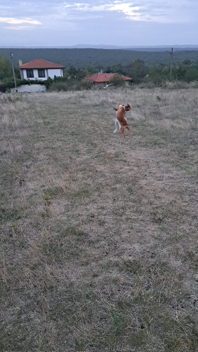 Geven_RC's tweet photo. #fullmoon #Gospodinovo #Bulgaria #afterworkwalk https://t.co/qhxz0ZiqCo
