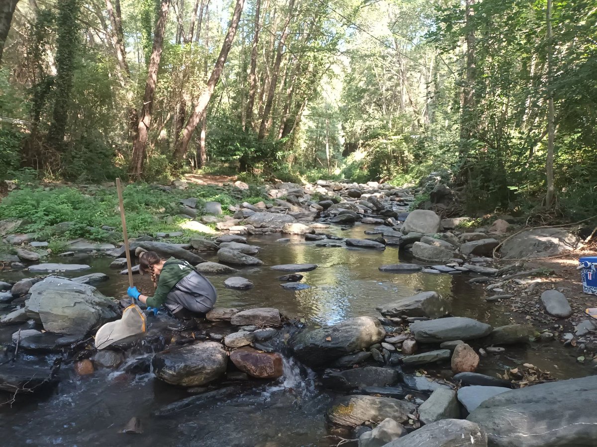 carafa_roberta's tweet photo. Collecting macroinvertebrates in good company for the Researchers'🌙 Night 👉tomorrow 18:00 @CosmoCaixa
#tecniospring
@AECOM 
@MSCActions
@H2020_impact
@FonsUECat
@accio_cat
#WATERSCAN project https://t.co/h12TEloGu0