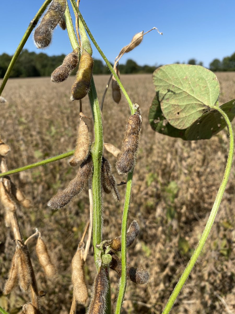 Eabfranc's tweet photo. Green stem syndrome in soybeans happens when the stems remain green while the pods are mature, and it may be caused by several factors like weather, nutritional, varietal, or insect damage. In severe cases, harvest becomes challenging. @ACESedu @AuburnAg https://t.co/xFvKnGvf7H