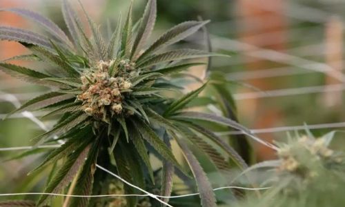 420intel's tweet photo. Over $5M in illicit Marijuana seized at Otay Mesa Port of Entry

https://t.co/j4uCkJ1AO2 #420intel #intel #cannabis #marijuana #weed #hemp #CBD #cannabusiness #cannabisindustry #cannabiscommunity #entrepreneur #medical #startup #smallbusiness #high #marketing #socialmedia #digi https://t.co/hFMyTcvJbz