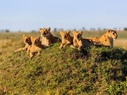 TanzaniaWelcome's tweet image. WHERE TO FIND LIONS!

When visiting Tanzania higher population of Lion can be found in 

1. Serengeti National Park 
2. Ngorongoro Crater

#wheretofind