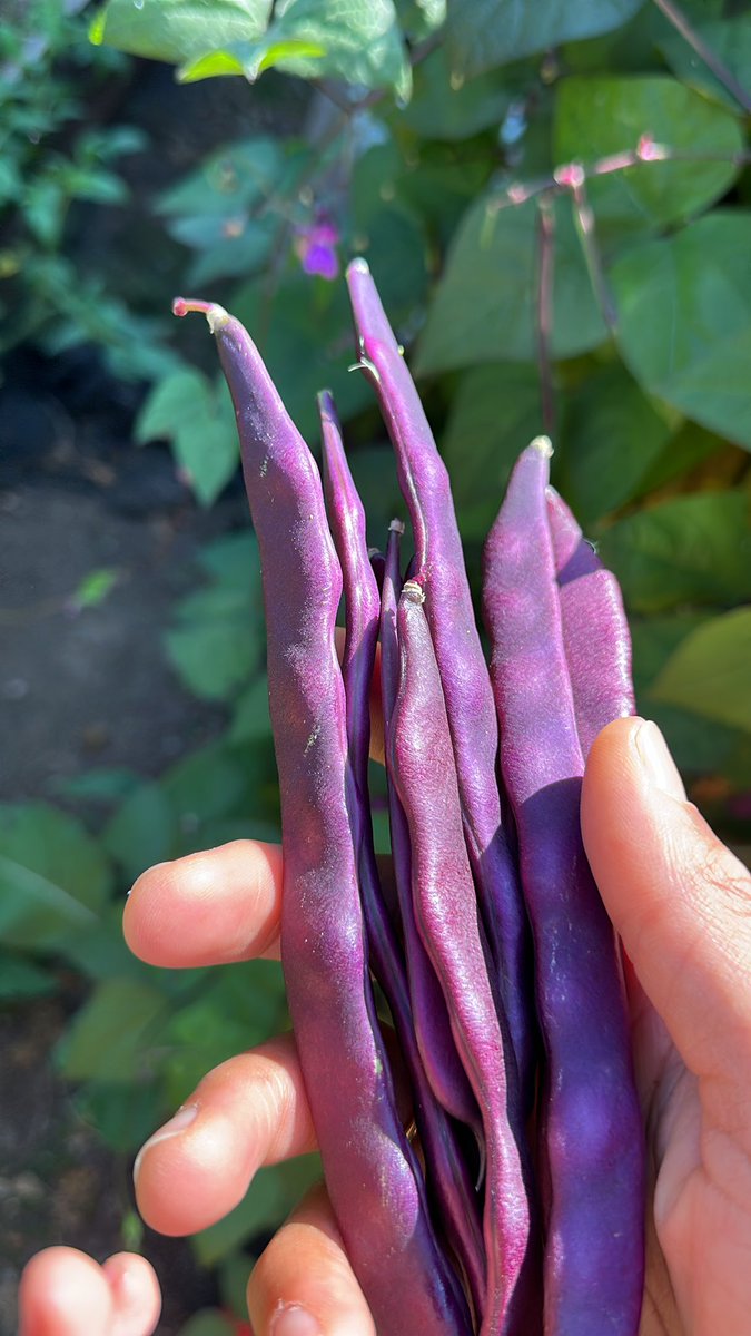 These bitches turn green when you cook em