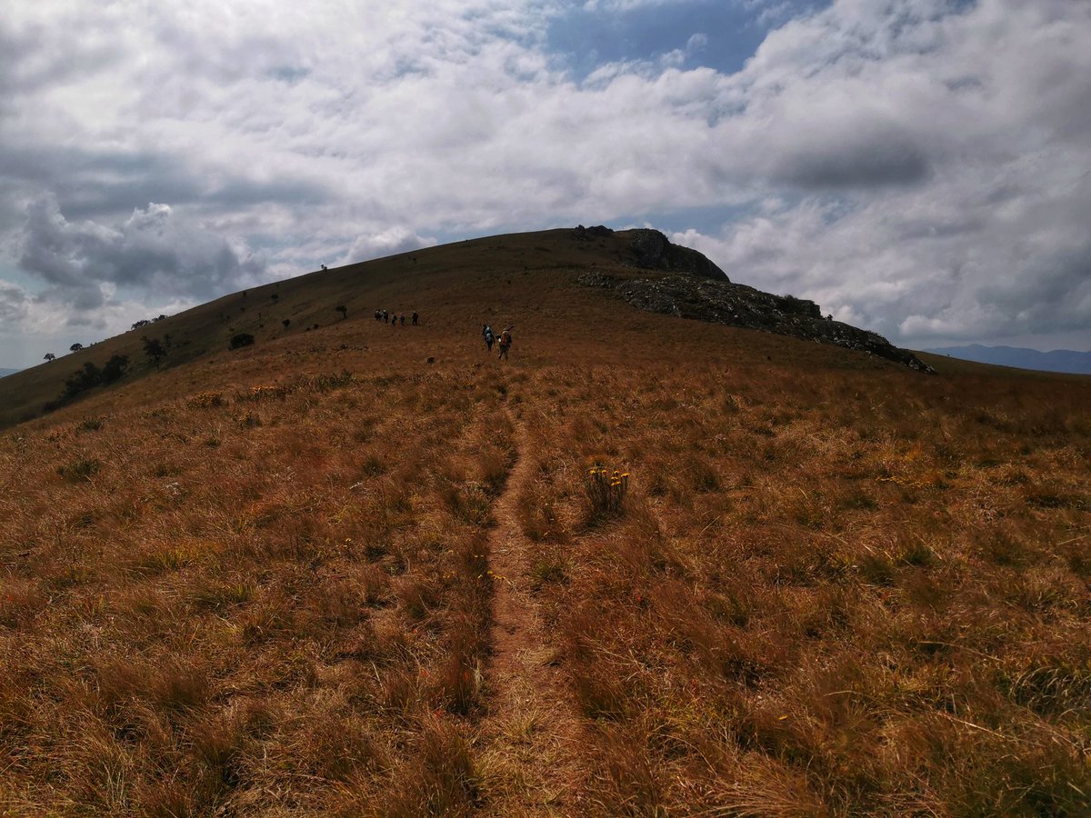 In Malawi, Africa alone, you can witness cattle roaming at an astonishing altitude of 2,300 meters above sea level.

#visitmalawi #thisisafrica #summer #seemore #domore #bemore #explore #experience #beautifuldestinations #nyikanationalpark #wild #foryou