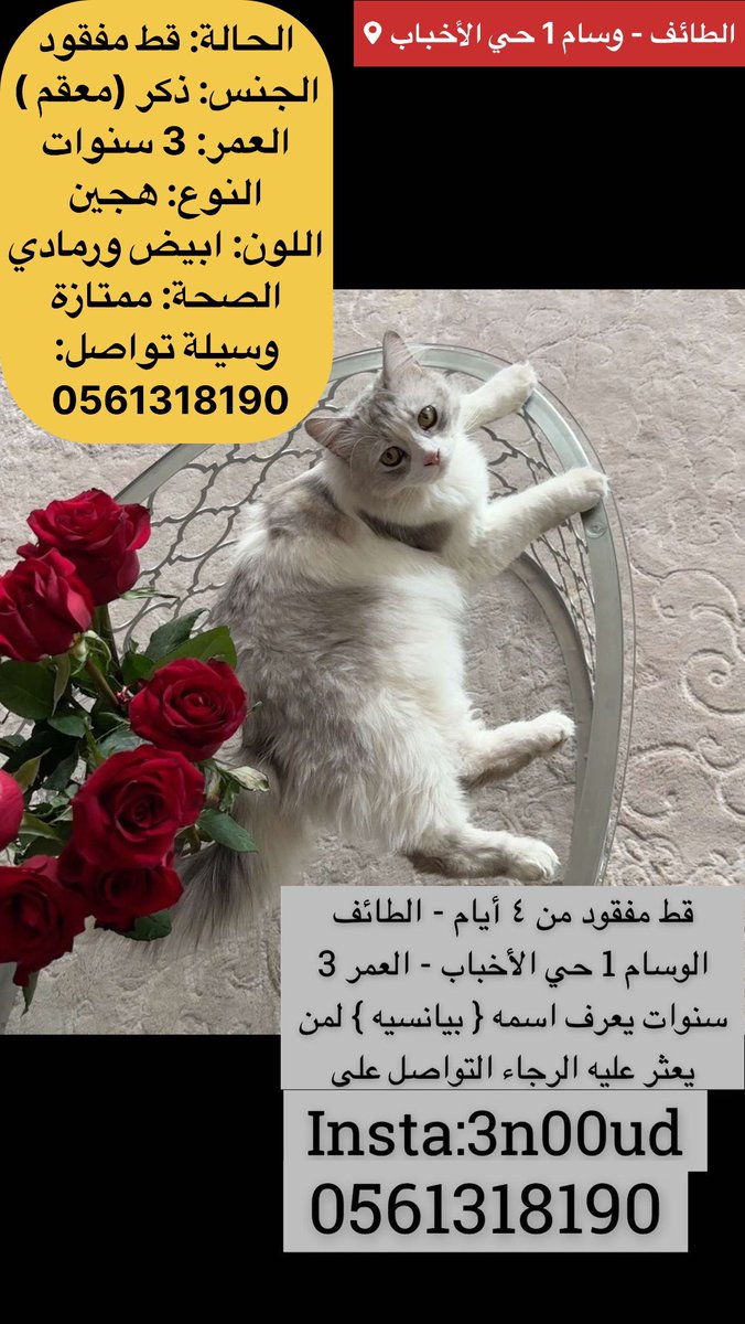 missingpetscare's tweet photo. الحالة: #قط_مفقود 
#الطائف 
المكان: وسام  1
حي الأخباب
الجنس: ذكر (معقم )
التفاصيل في الصورة
وسيلة تواصل: 0561318190
#قطط_الطائف #قطط_مفقوده #الطايف_الان 
@cat_taif @taif_cat_ 
@happypawsksa @StoppIttt 
@soundsoul369 @ftomy2021 @MissingCat4  @Catpeopleksa @aad_fs @Candle310 @helah_abdullah @smaljohani @Bnota1886 @cats2017_ @resqueingcats @amaal94_  @sos_cat_sa @lostnfound_sa 
 @Merciful_team @Happy_rescues
