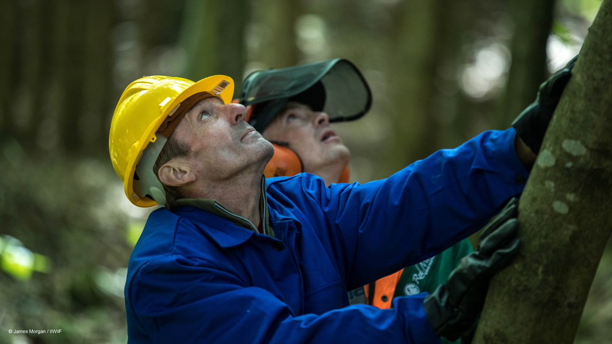 World_Wildlife's tweet image. Forests around the world are under threat. WWF works with businesses that rely on forests to implement strategies—like FSC certification—that boost forests’ ability to support biodiversity, our climate, and local communities: wwf.to/3PDmMwz. #FSCForestWeek #TrustTheTree