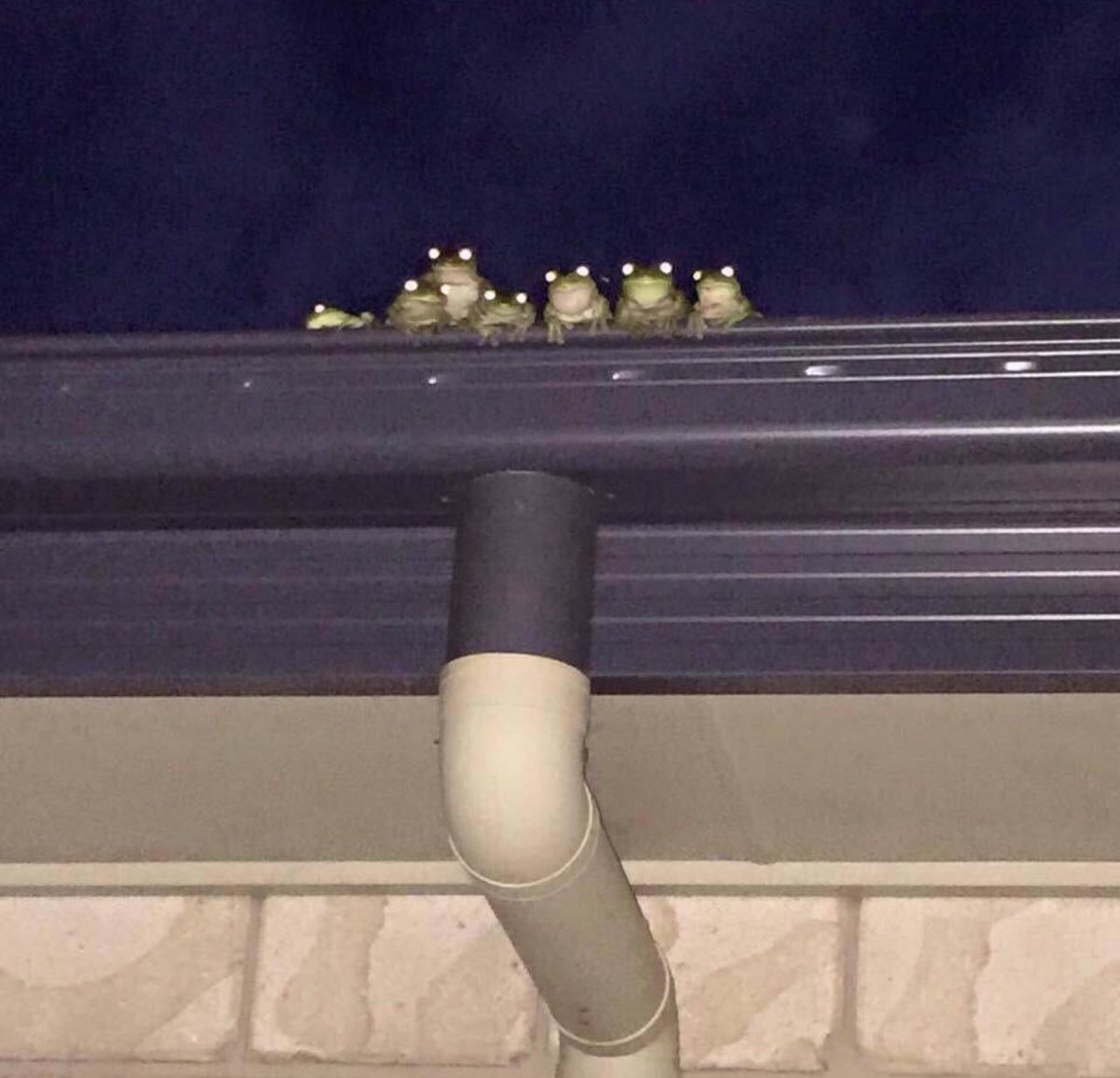 hilarious_ted1's tweet image. You never know when a frog family is watching you