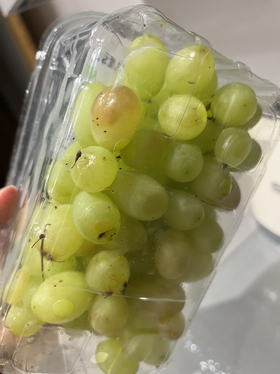 natalie1_ward's tweet photo. @sainsburys Trying to contact about poor quality items in delivery, like a chatbot loop. Just want items refunded and it’s hard work now! https://t.co/Qfb3H55wsf