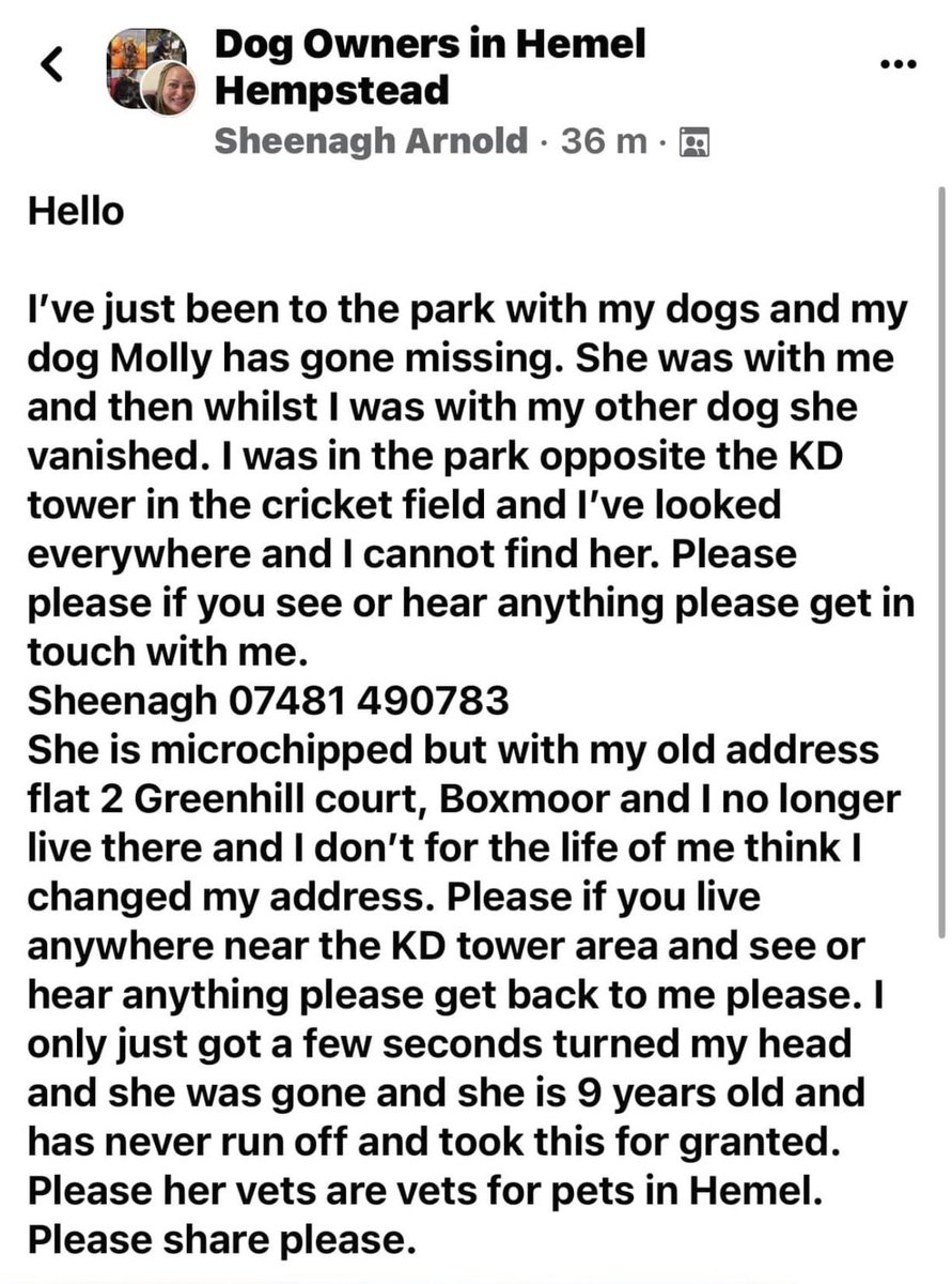 🆘 #HemelHempstead HAVE U SEEN #Lost #Dog Molly? #Missing near KD Tower #Boxmoor #HP1 ☎️ 07481 490783 #LostDog
