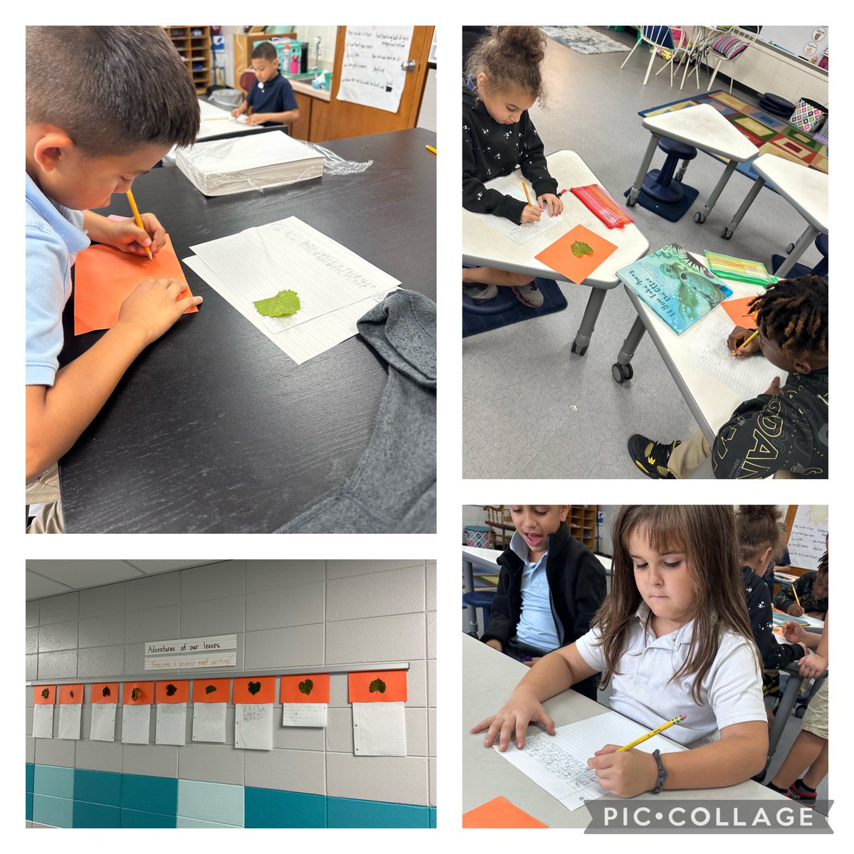 Writing meets science as my kiddos create an adventure for their leaf inspired by Leaf Man by Lois Ehlert #creekSTANDARD @Tigers_TCE @GilmoreKenyatta @kellyedgington5