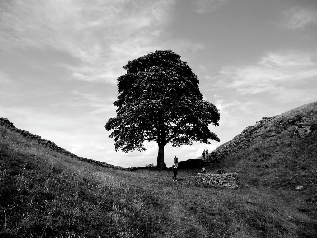 ShellyQuid's tweet photo. Glad I got to see this Magnificent site before the cruel destruction of our natural wonder. #SycamoreGap #HadriansWall https://t.co/T9hVDbsDBz