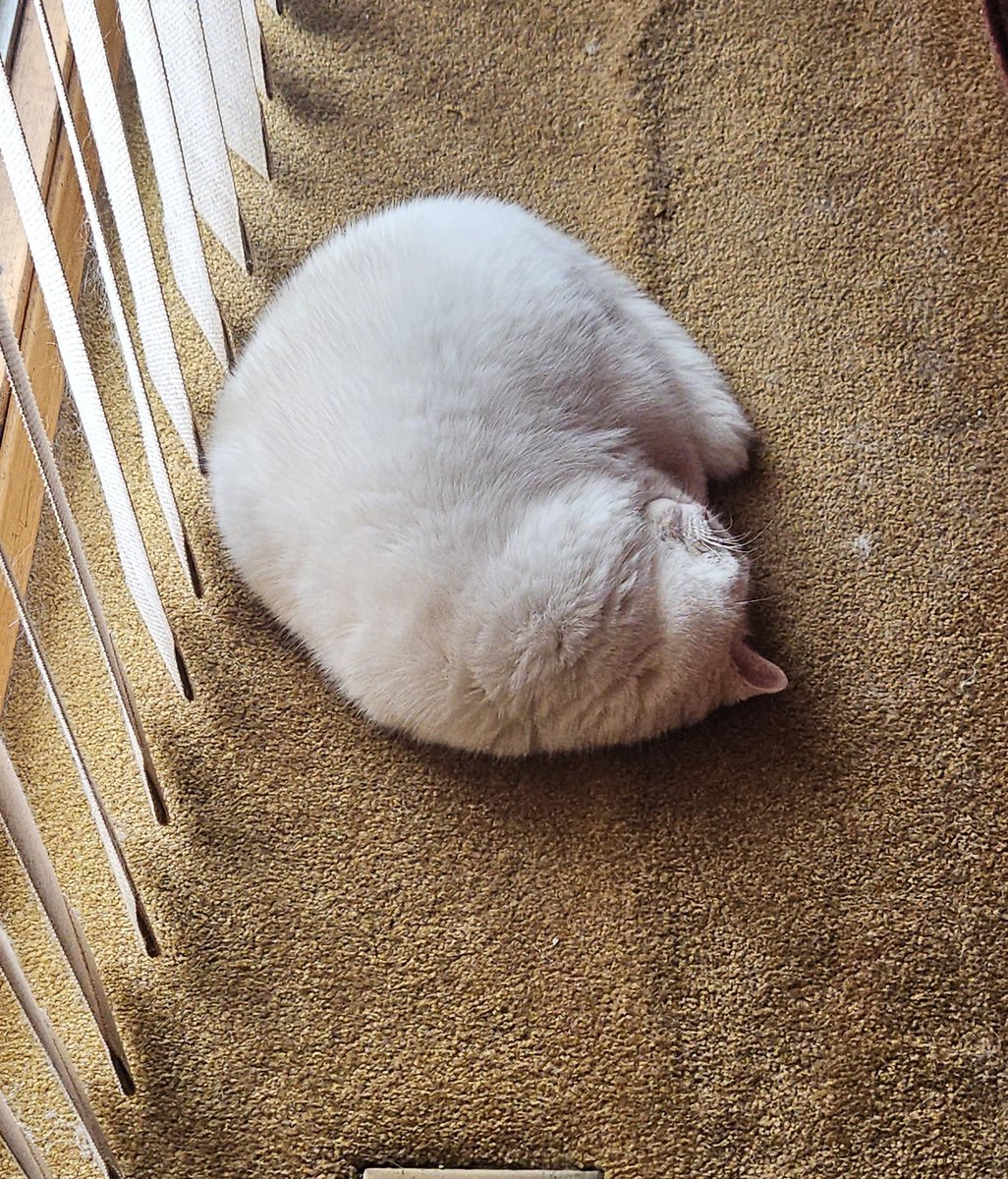 jordangeville's tweet image. I've heard of baseballs, footballs, basketballs, tennis balls... what kind of ball is this?  #CatsofTwitter #modelcat